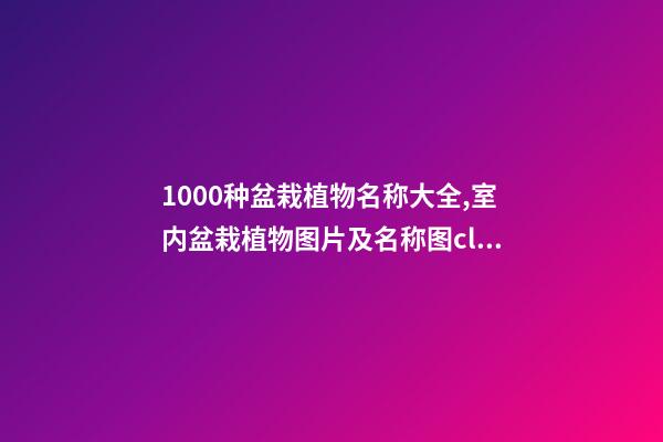 1000种盆栽植物名称大全,室内盆栽植物图片及名称图class=ikqb