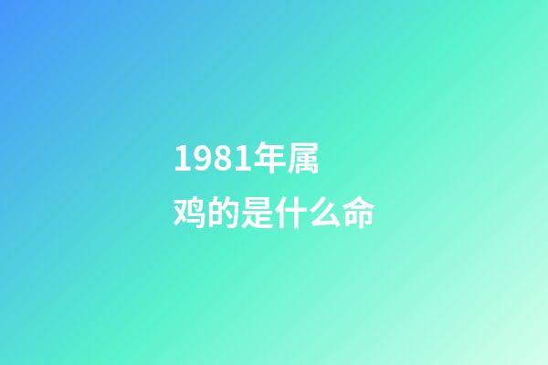 1981年属鸡的是什么命