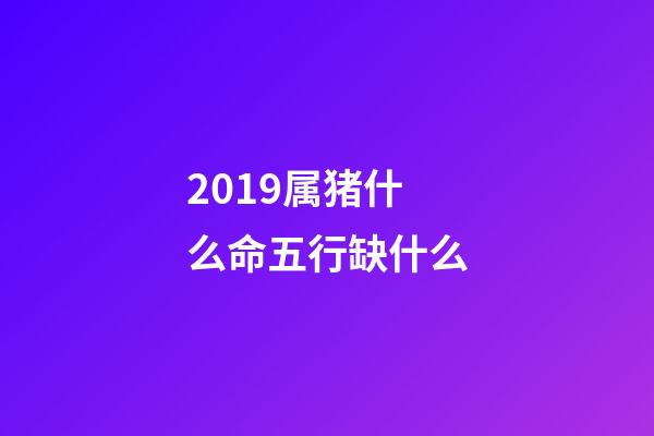 2019属猪什么命五行缺什么(猪年如何行大运?)-第1张-观点-玄机派