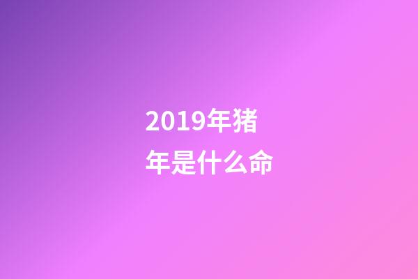 2019年猪年是什么命(金永国:同蛋不同“命”,同蛋不同“价”,同蛋不同“味”,同蛋不同“样”)-第1张-观点-玄机派
