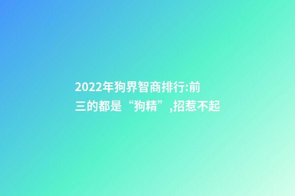 2022年狗界智商排行:前三的都是“狗精”,招惹不起-第1张-观点-玄机派
