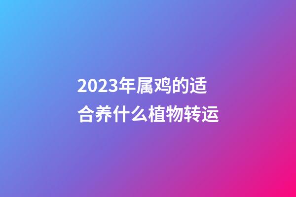 2023年属鸡的适合养什么植物转运