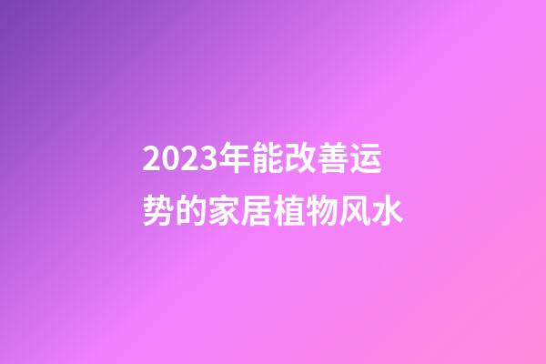 2023年能改善运势的家居植物风水