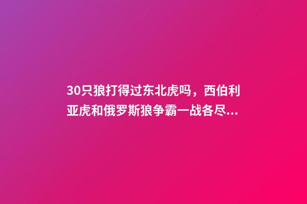 30只狼打得过东北虎吗，西伯利亚虎和俄罗斯狼争霸一战各尽杀招-第1张-观点-玄机派