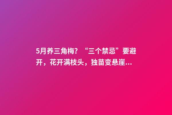 5月养三角梅？“三个禁忌”要避开，花开满枝头，独苗变悬崖老桩