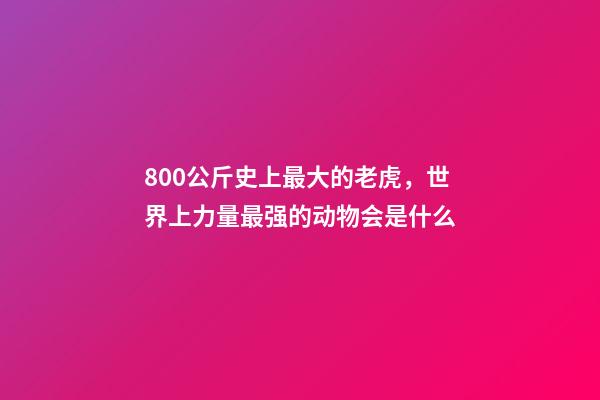 800公斤史上最大的老虎，世界上力量最强的动物会是什么-第1张-观点-玄机派