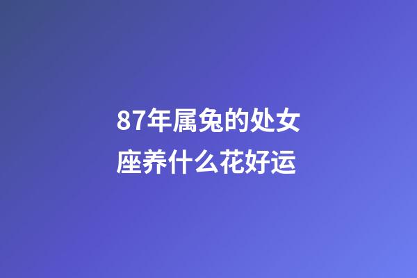 87年属兔的处女座养什么花好运-第1张-星座运势-玄机派