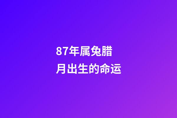 87年属兔腊月出生的命运(属虎和属兔腊月初一真的转运了,春节前外债还清,春节后财运爆棚)-第1张-观点-玄机派