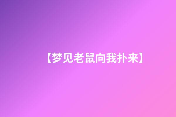 【梦见老鼠向我扑来】