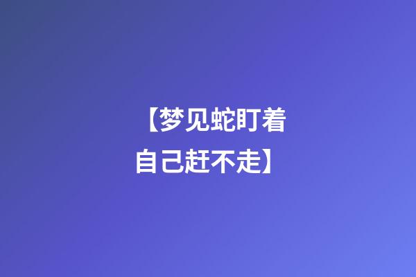 【梦见蛇盯着自己赶不走】