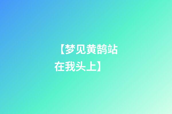 【梦见黄鹄站在我头上】