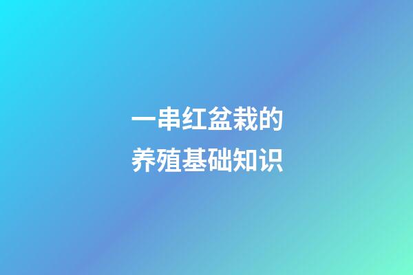 一串红盆栽的养殖基础知识