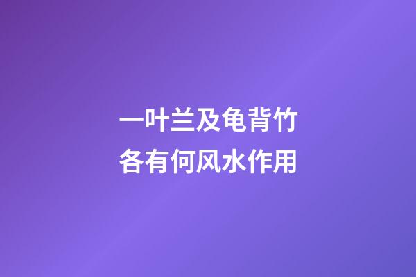 一叶兰及龟背竹各有何风水作用?