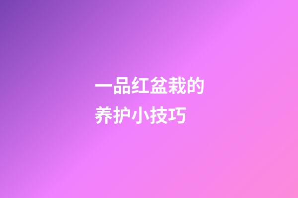 一品红盆栽的养护小技巧