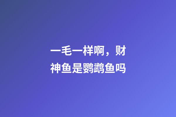 一毛一样啊，财神鱼是鹦鹉鱼吗