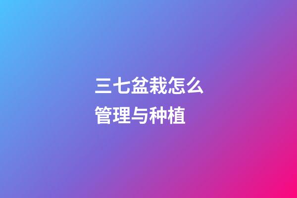 三七盆栽怎么管理与种植