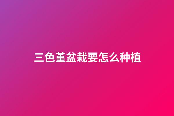 三色堇盆栽要怎么种植