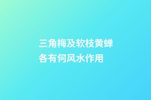 三角梅及软枝黄蝉各有何风水作用?