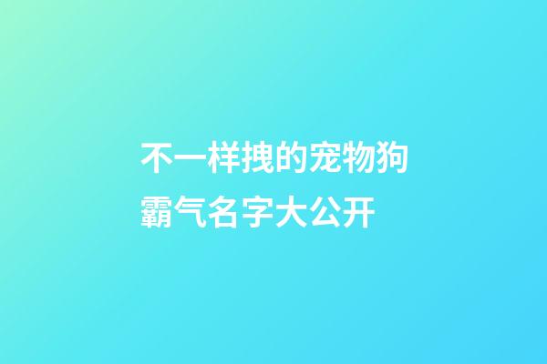 不一样拽的宠物狗霸气名字大公开