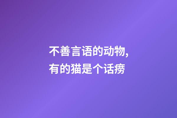不善言语的动物,有的猫是个话痨-第1张-观点-玄机派