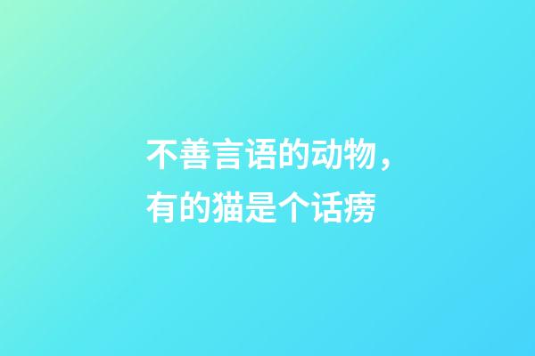 不善言语的动物，有的猫是个话痨-第1张-观点-玄机派