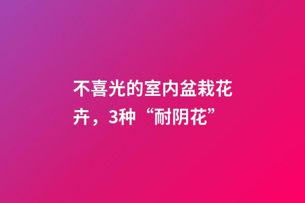 不喜光的室内盆栽花卉，3种“耐阴花”-第1张-观点-玄机派