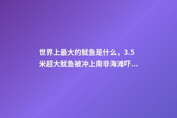 世界上最大的鱿鱼是什么，3.5米超大鱿鱼被冲上南非海滩吓跑游客!深海-第1张-观点-玄机派