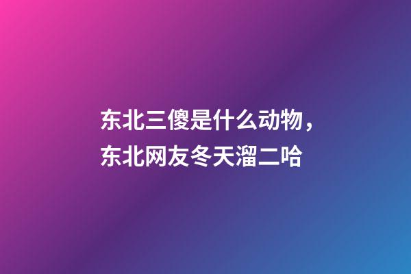 东北三傻是什么动物，东北网友冬天溜二哈-第1张-观点-玄机派