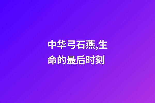 中华弓石燕,生命的最后时刻-第1张-观点-玄机派