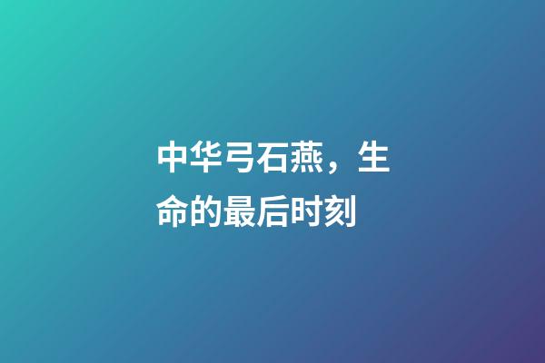 中华弓石燕，生命的最后时刻-第1张-观点-玄机派