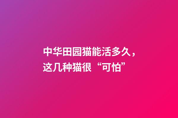 中华田园猫能活多久，这几种猫很“可怕”-第1张-观点-玄机派