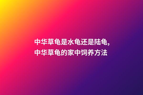 中华草龟是水龟还是陆龟,中华草龟的家中饲养方法-第1张-观点-玄机派
