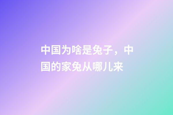 中国为啥是兔子，中国的家兔从哪儿来-第1张-观点-玄机派