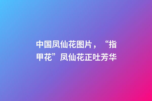 中国凤仙花图片，“指甲花”凤仙花正吐芳华-第1张-观点-玄机派