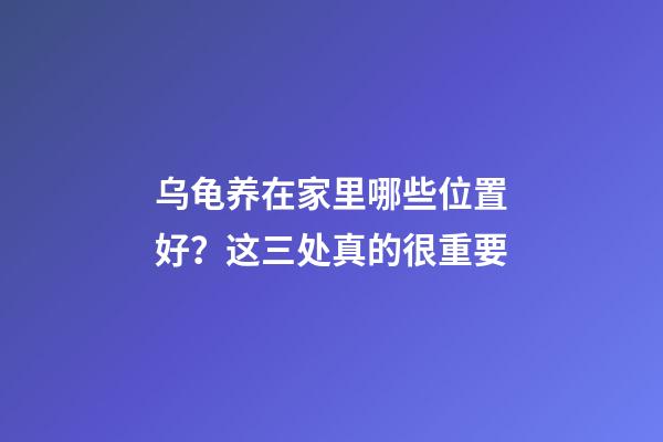 乌龟养在家里哪些位置好？这三处真的很重要