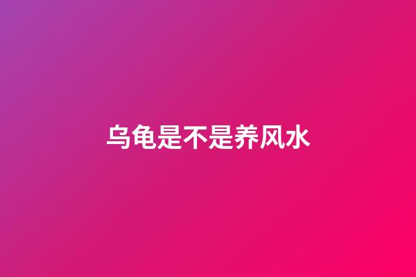 乌龟是不是养风水