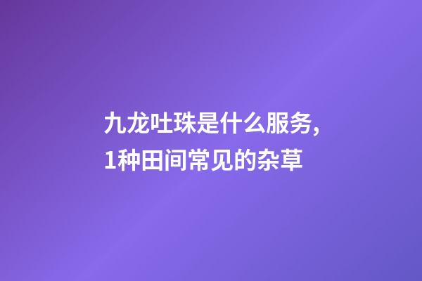 九龙吐珠是什么服务,1种田间常见的杂草-第1张-观点-玄机派