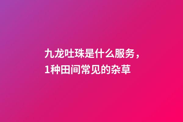 九龙吐珠是什么服务，1种田间常见的杂草-第1张-观点-玄机派