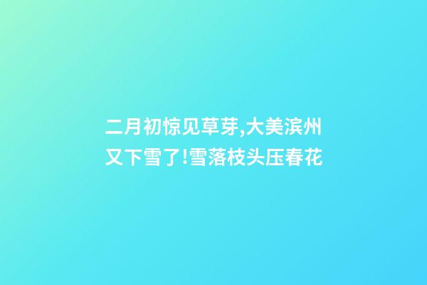 二月初惊见草芽,大美滨州又下雪了!雪落枝头压春花-第1张-观点-玄机派