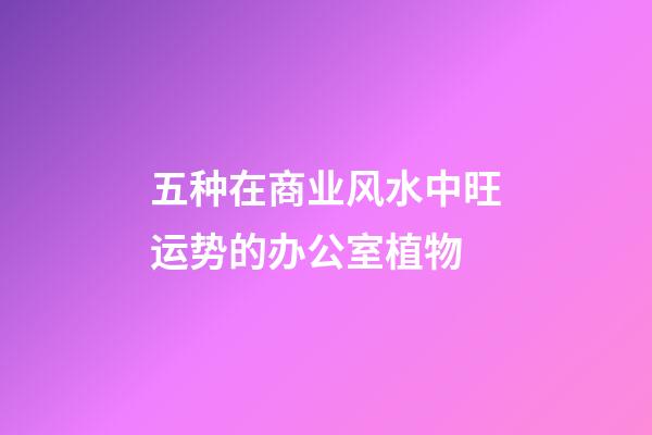 五种在商业风水中旺运势的办公室植物