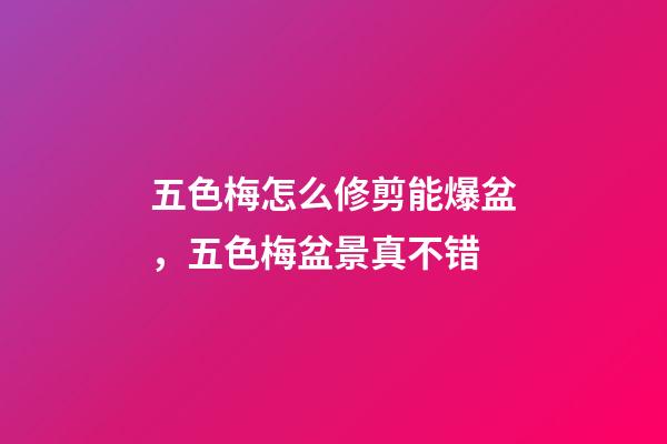 五色梅怎么修剪能爆盆，五色梅盆景真不错-第1张-观点-玄机派