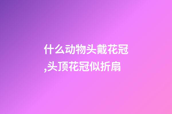 什么动物头戴花冠,头顶花冠似折扇-第1张-观点-玄机派