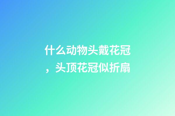 什么动物头戴花冠，头顶花冠似折扇-第1张-观点-玄机派