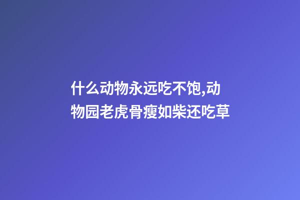 什么动物永远吃不饱,动物园老虎骨瘦如柴还吃草-第1张-观点-玄机派