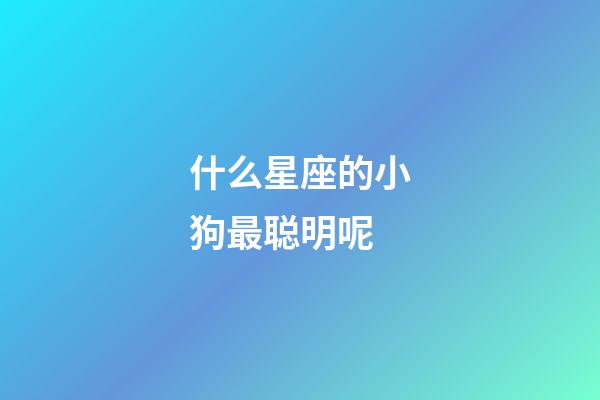 什么星座的小狗最聪明呢-第1张-星座运势-玄机派