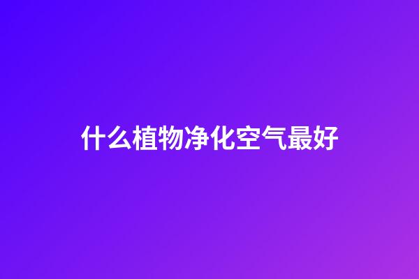 什么植物净化空气最好