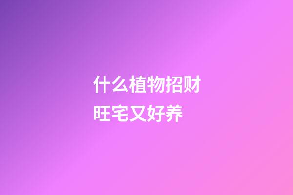 什么植物招财旺宅又好养