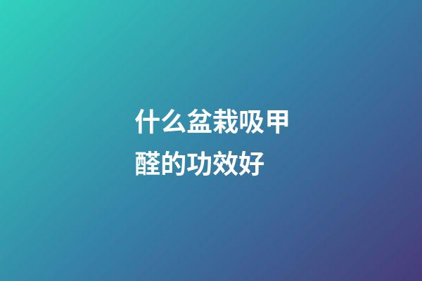 什么盆栽吸甲醛的功效好