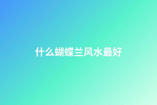 什么蝴蝶兰风水最好