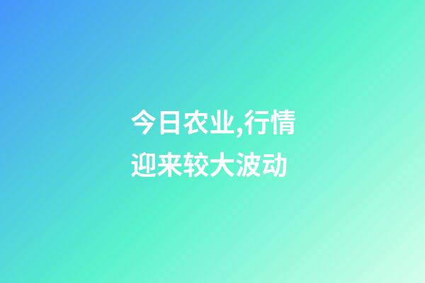 今日农业,行情迎来较大波动-第1张-观点-玄机派